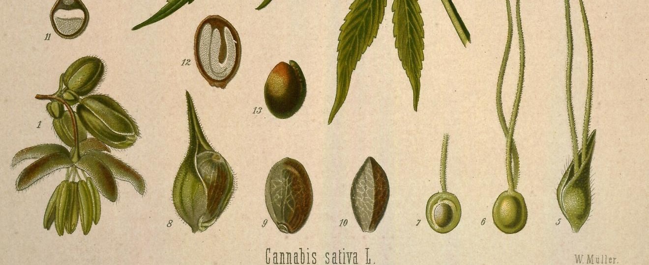 Nasiona konopi i ich przekroje narysowane w Medizinal-Pflanzen Köhlera, 1887