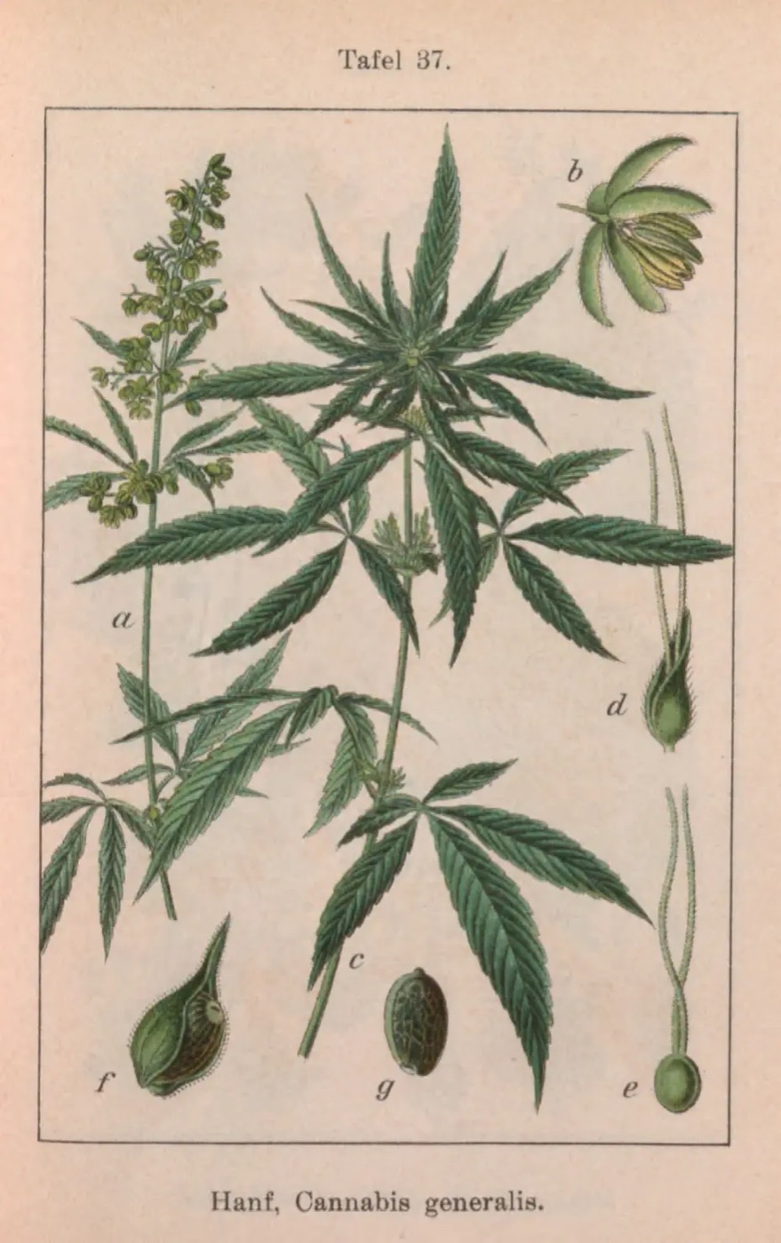 Ręcznie kolorowana tablica botaniczna konopi z nasionami z Flora von Deutschland Sturma, 1796